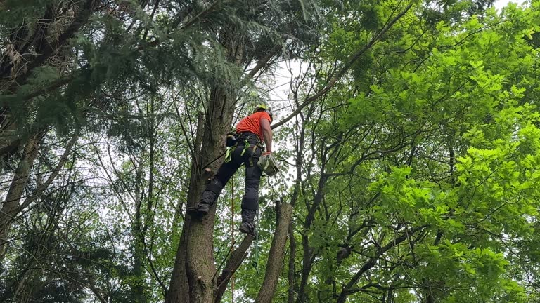 How Our Tree Care Process Works  in Port Allegany, PA